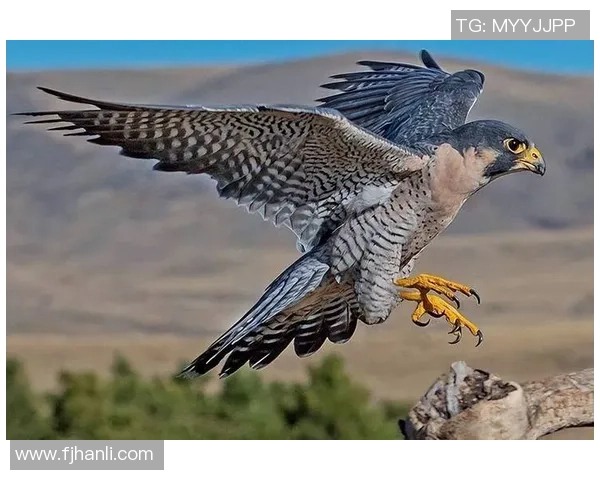 世界足坛巨星弹跳力排行榜揭秘谁才是真正的空中霸主